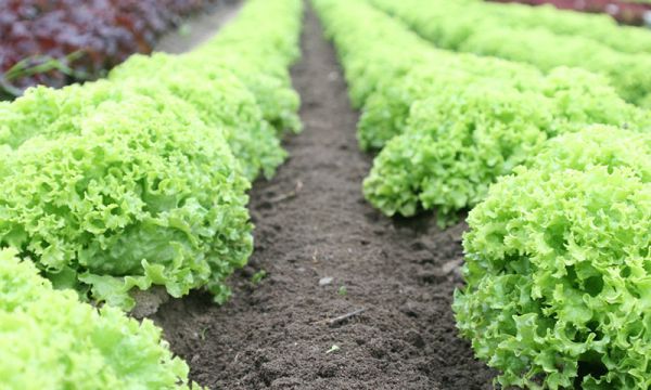 怎樣區分生物有機肥和有機肥